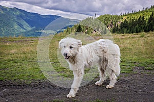 Dog in Romania photo