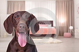 Dog in room, space for text. Pet friendly hotel