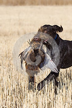 Dog and A Rooster Pheasant