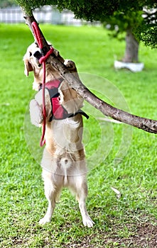 dog with a rope attached to its back in park setting