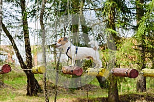 Dog on rope bridge for team building training activities
