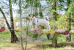 Dog during ropes course standing on high elements rope bridge