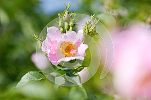 A dog-rose photo