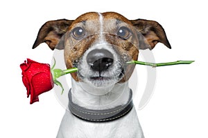 Dog with a rose photo