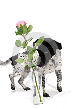 Dog with Rose