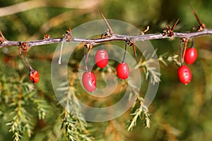 Dog-rose berries on a branch.