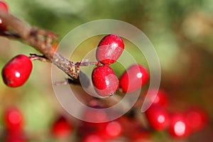 Dog-rose berries on a branch.