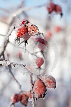 Dog rose berries with icicles and snow, in winter