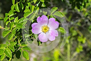 Dog rose blossoms, rosa canina, eglantine, dog-rose willd flower in nature, with green leaves photo