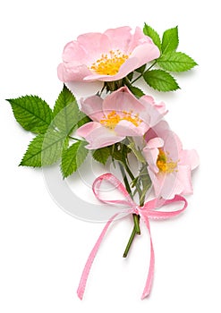 Dog rose bouqet photo