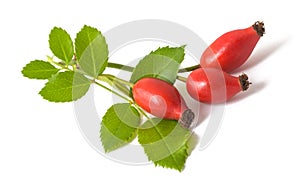 Dog rose branch with berries