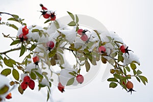 Dog-rose branch with berries