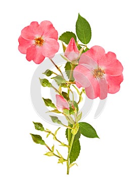 Dog rose photo