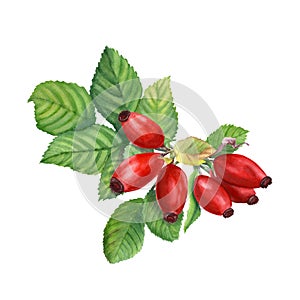 Dog Rose, Brier watercolo illustration isolated on white