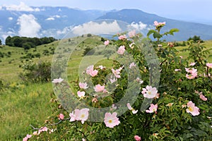 Dog rose bush in mountains