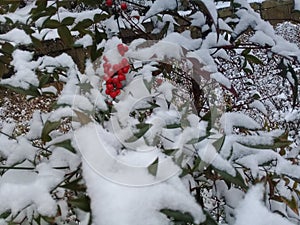 Dog rose bushes with red berries covered with snow