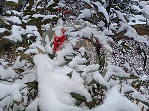 Dog rose bushes with red berries covered with snow