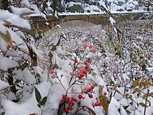 Dog rose bushes with red berries covered with snow