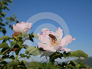 Pink Flower with Bee on it. Pink wild rose or dogrose flowers with leafs on blue sky background.