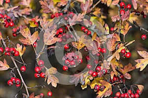 Dog-rose with dry leafs