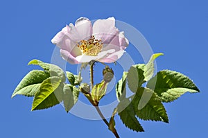 Dog rose flower