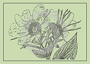 Dog-rose flower monochrome design element. Botanical drawing in engraving style.