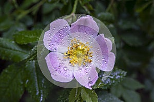 The dog-rose flower, rain drops 2