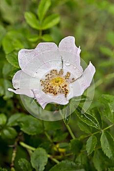 Dog rose flowers