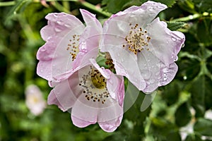 Dog rose flowers