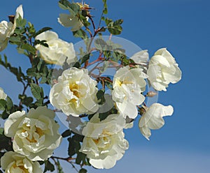 Dog rose flowers photo