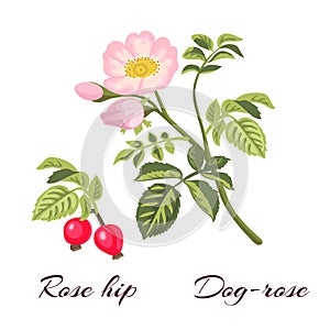 Dog rose flowers and rose hips. photo