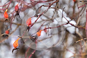 Dog rose fruit dried on a bush