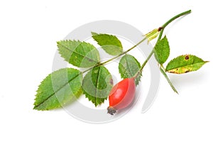 Dog rose fruit and leaves. rosa canina