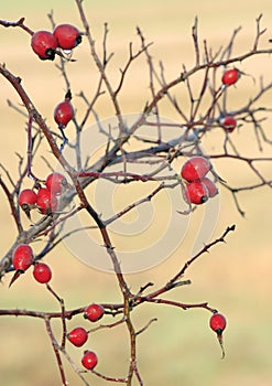 Dog Rose fruits photo