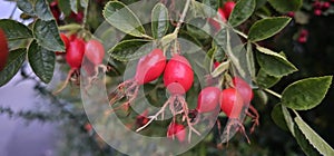 Dog rose fruits (Rosa canina) in nature. red rose hips on bushes with blurred background