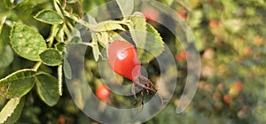 Dog rose fruits (Rosa canina) in nature. red rose hips on bushes with blurred background