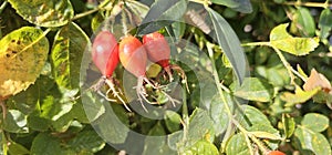 Dog rose fruits (Rosa canina) in nature. red rose hips on bushes with blurred background