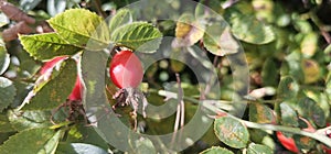 Dog rose fruits (Rosa canina) in nature. red rose hips on bushes with blurred background