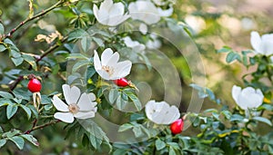 Dog rose fruits (Rosa canina) in nature. red rose hips on bushes with blurred background