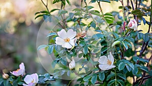 Dog rose fruits (Rosa canina) in nature. red rose hips on bushes with blurred background