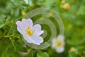 Dog rose in nature, blooming soft pink flower. Wild rose