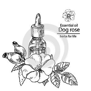 Dog rose oil bottle branch with berries and leaves