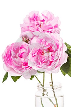 Dog-rose pink flowers