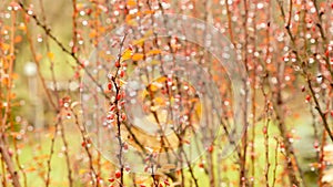 Dog rose plant branches covered with raindrops 4K