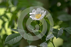 Dog rose Rosa canina corymbifera white flowers in bloom on branches, beautiful wild flowering shrub