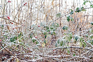 Dog rose Rosa canina covered by snow ice crystals