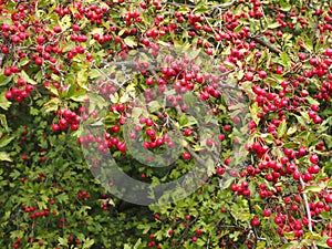 Dog Rose Rosa canina photo