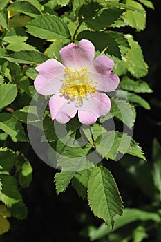 Dog Rose