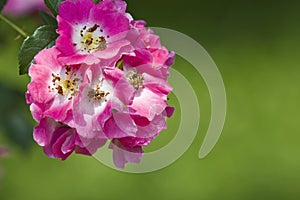 Dog rose Rosa canina flowers