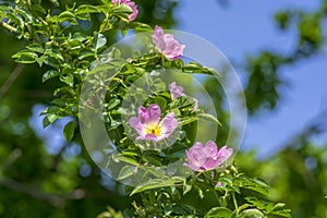 Dog rose Rosa canina light pink flowers in bloom on branches, beautiful wild flowering shrub